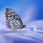 SkyDancing Herz Lust Spirit